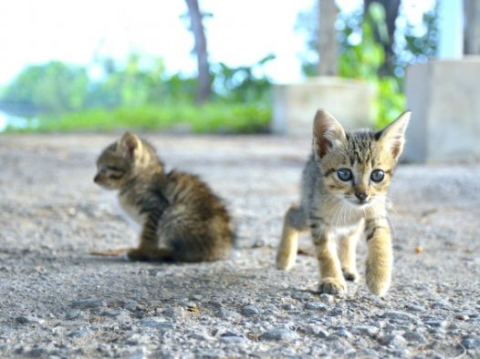 两只小猫崽图片