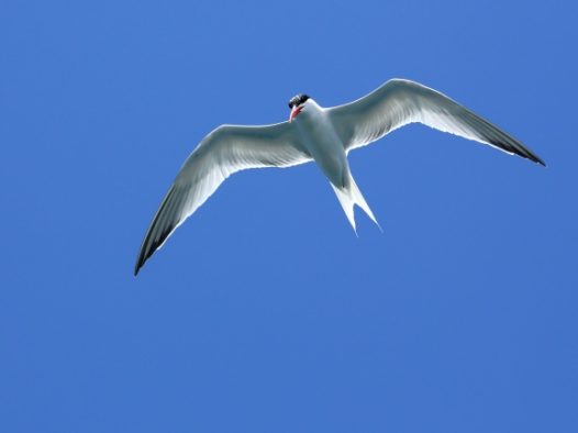 海鸥展翅高飞图片