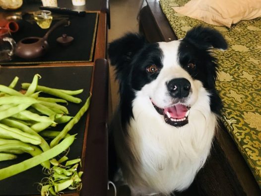 母后说有好吃的……让我看看先……咦好像没有什么味道……你这个骗子母后……