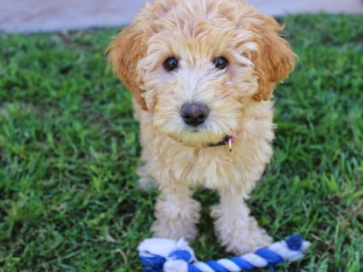 可爱金色拉布拉多图片