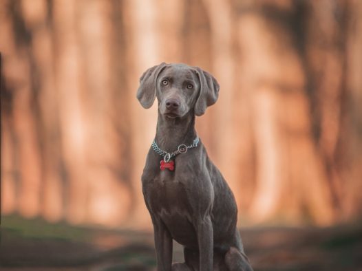 蹲坐在地上的拉布拉多图片
