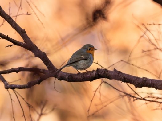 日暮黄昏站在枝头的知更鸟摄影图片
