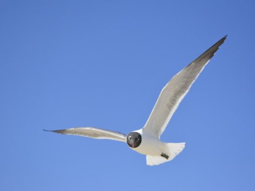 天空中飞翔海鸥图片