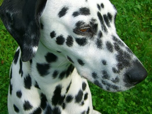 可爱斑点狗图片