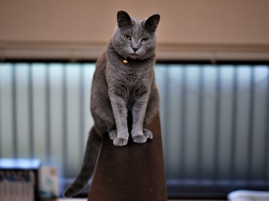 纯灰色短毛猫图片