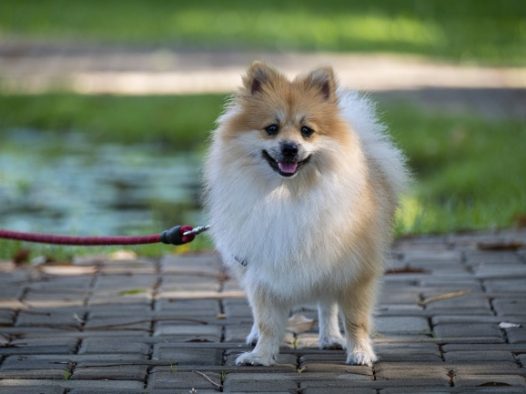 博美犬宠物狗图片