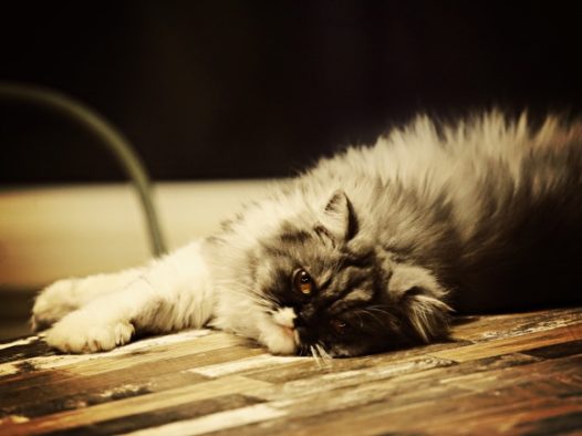 可爱长毛波斯猫图片