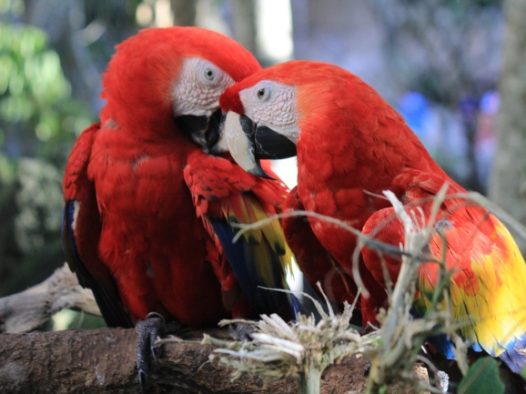 情侣金刚鹦鹉图片