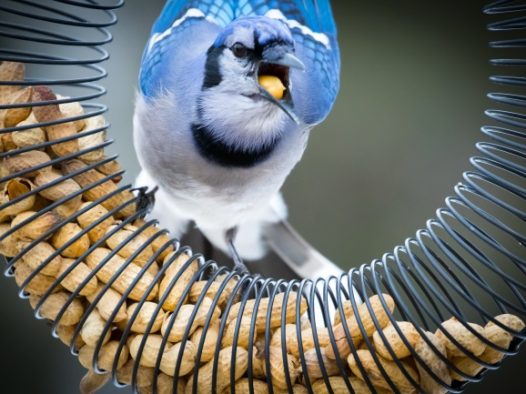 蓝白羽毛观赏鸟图片