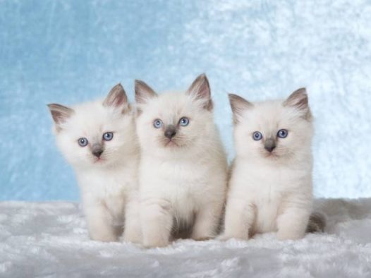 超级喜欢布偶猫宝宝