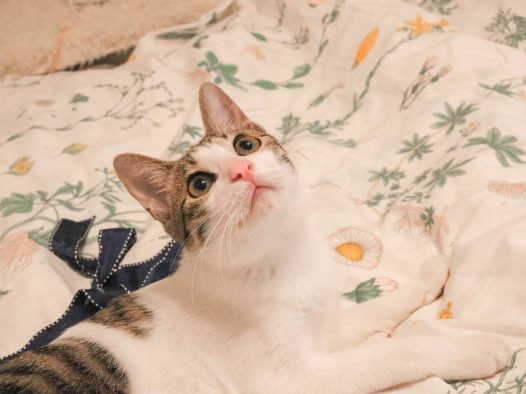 你的表情，是看到美女了吗