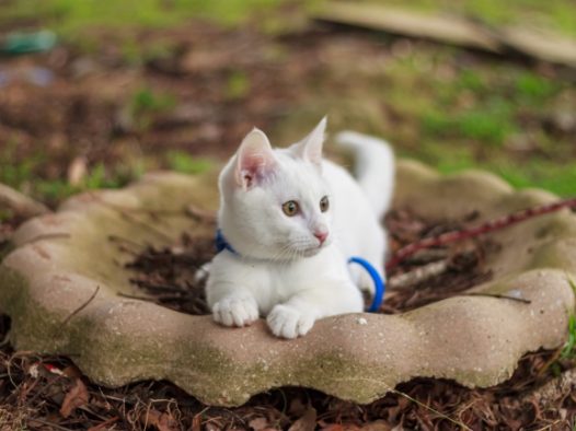 可爱白色家养猫咪图片