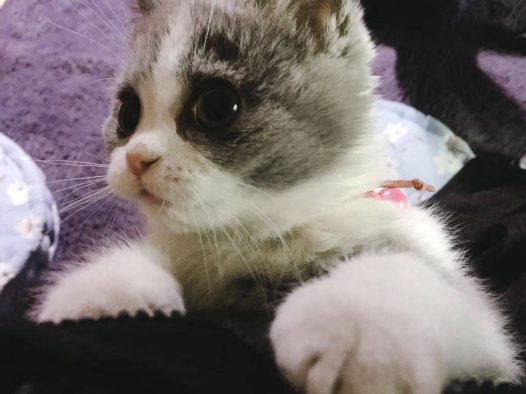 现在的猫呀，比人都穿的好。