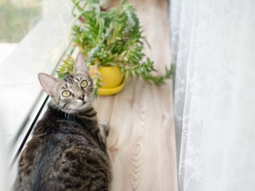 世界上可爱的猫猫图片