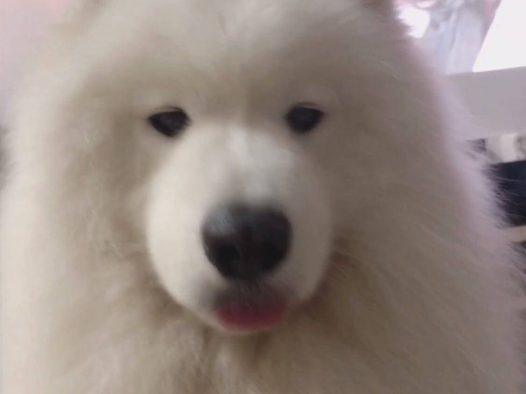好久没更新啦～～～～～～我的萨摩耶 poppy 都已经长大了好多