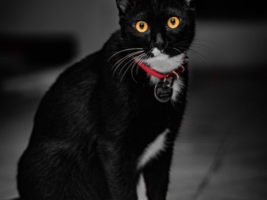 蹲坐在地上的黑色小猫咪图片