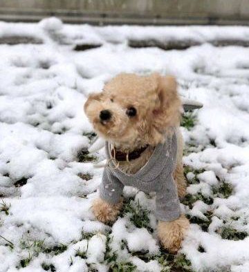 2019上海的一场雪,难得。狗子也激动的不行。