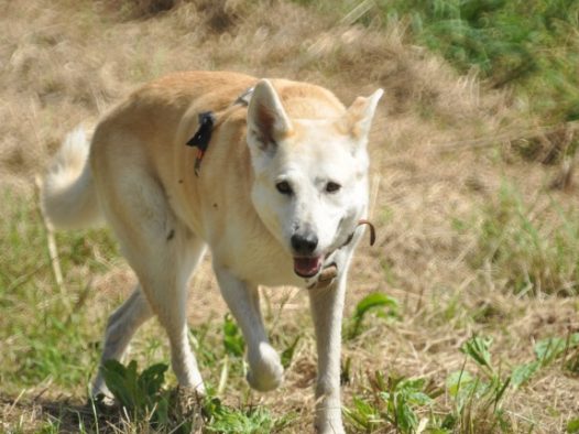 漂亮的中华田园犬