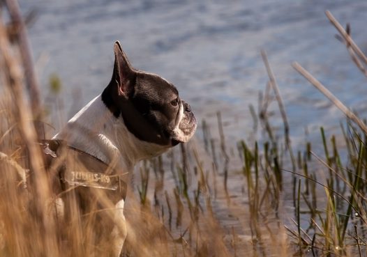 站在河边观望的斗牛犬摄影图片