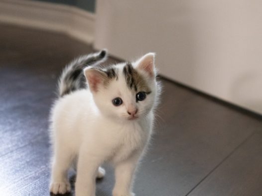 可爱基蒂猫图片