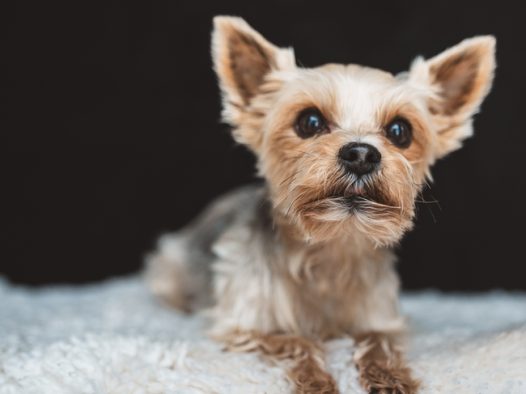 趴在毛毯上的约克夏犬图片