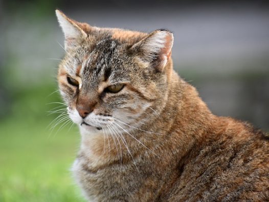 可爱呆萌虎斑猫图片