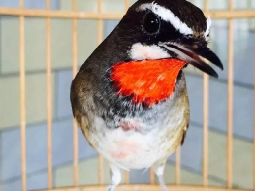 新手慎入春鸟，总有些人禁不住诱惑。出于一份喜爱，无可厚非。