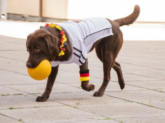 成年黑色拉布拉多图片