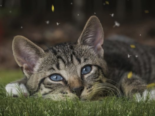 趴在草地上的欧洲短毛猫图片