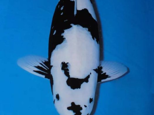 白写锦鲤多是作为昭和三色的养殖的附属品选别出来的，与黄写+白别甲的原种“黑白斑”已经完全不同。清秀、稳重而不失豪迈的风格，是白写锦鲤的魅力所在。