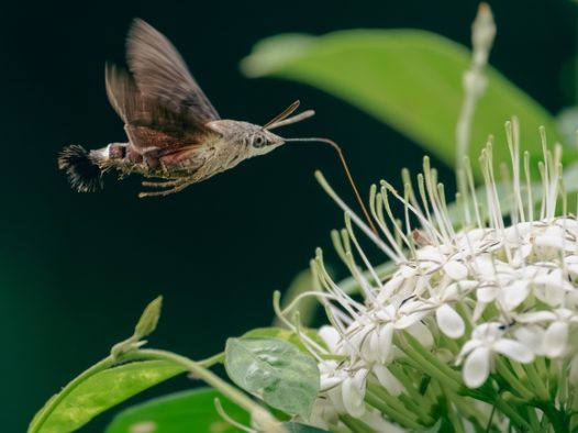 白色花穗上飞翔的蜂鸟鹰蛾图片
