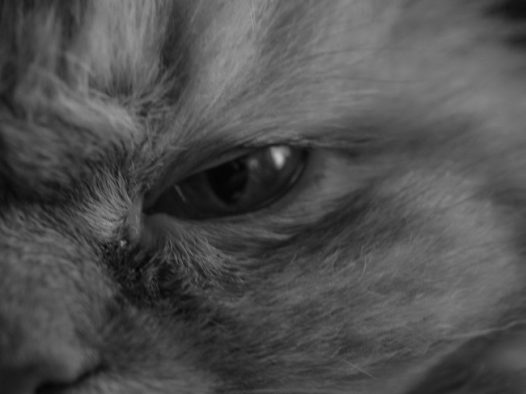 猫咪傲娇黑白摄影