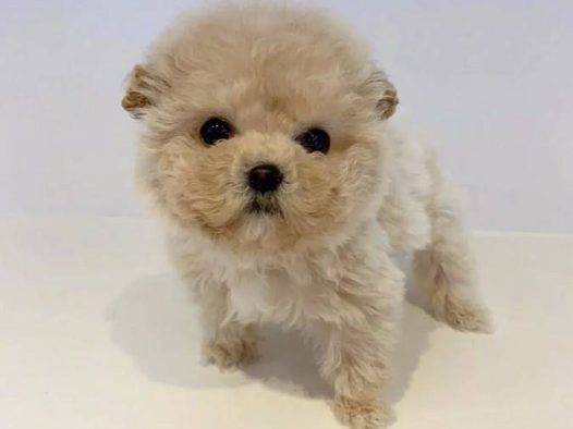 狗子，总会有的,小泰迪是那么的可爱