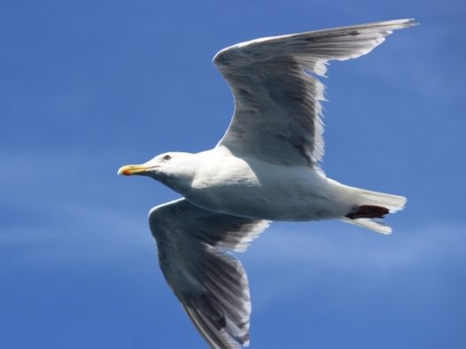 海鸥高空飞翔图片
