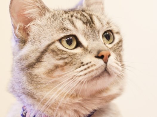 可爱猫咪萌宠图片