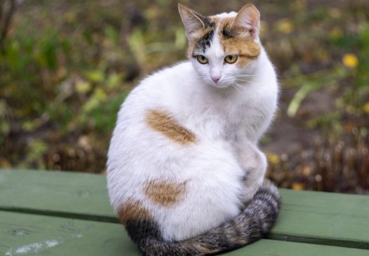 呆萌杂色宠物猫图片