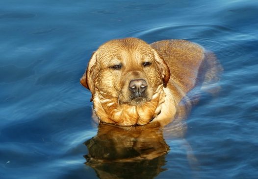 正在游泳的拉布拉多犬图片