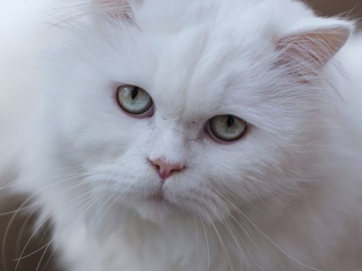 白色波斯猫图片