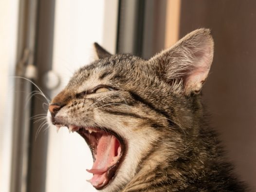 窗台龇牙咧嘴的小萌猫图片
