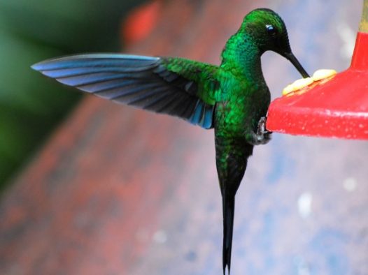 绿色啄木鸟图片