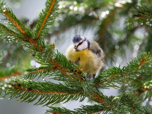 雨后松树枝上的野生雏鸟图片