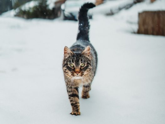 冬季雪地可爱小猫图片