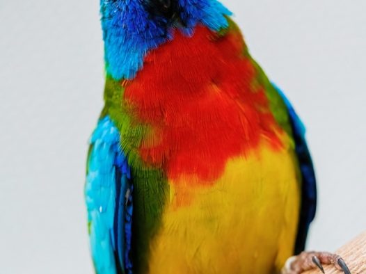 彩虹鹦鹉图片