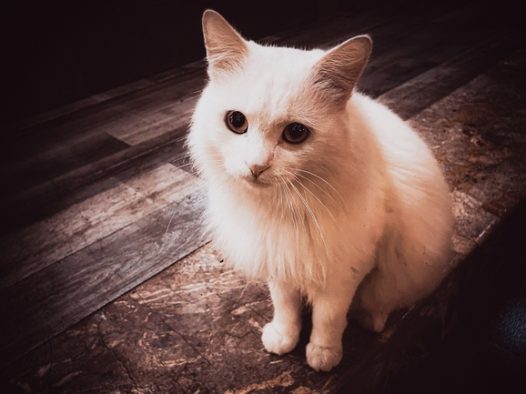 可爱白色小猫咪写真摄影图片
