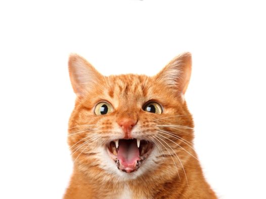 张牙舞爪可爱小花猫摄影图片