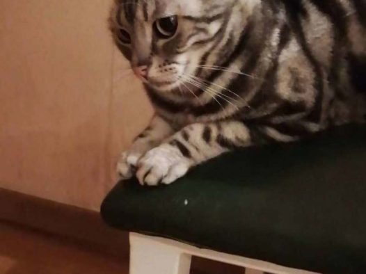 都说虎斑猫粘人，没有感觉到呢