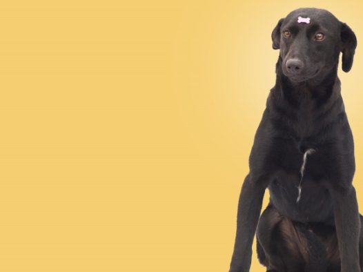 黑色宠物犬背景图片