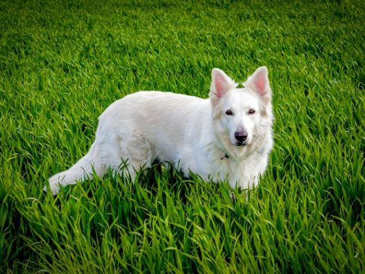 绿色草地白色狗狗图片