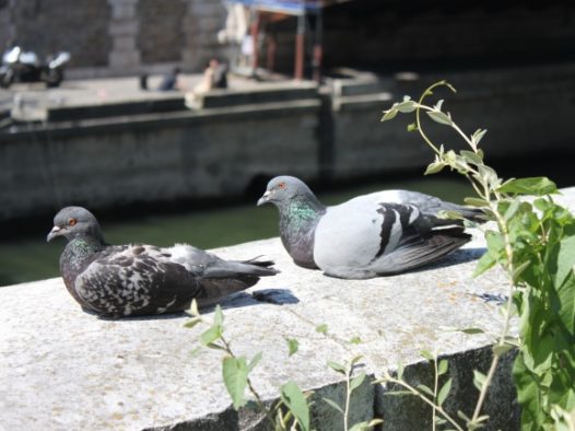 可爱灰鸽子图片