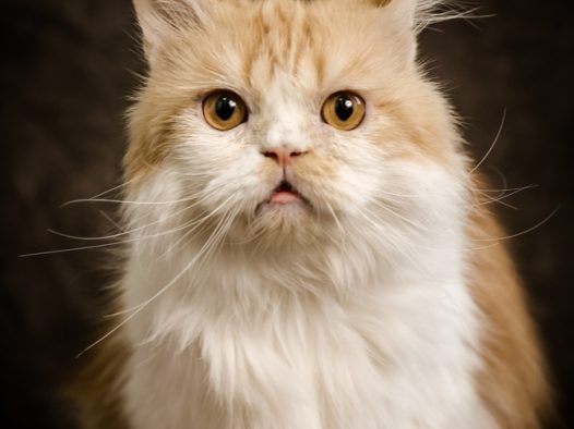 可爱波斯猫萌宠写真摄影图片